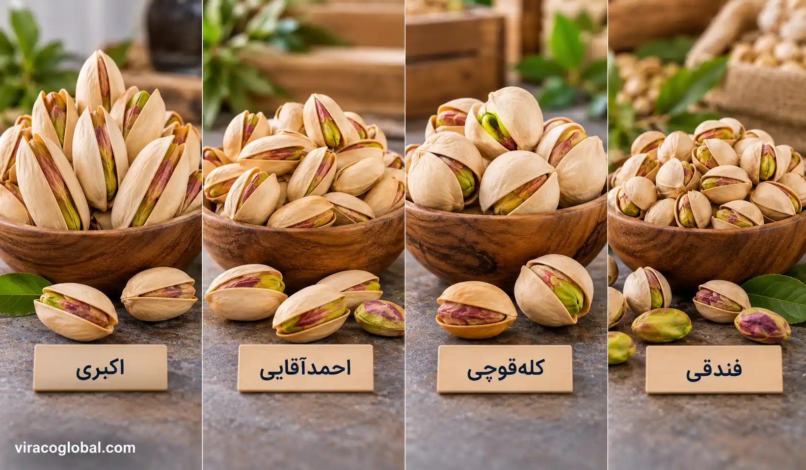 Comparison of Akbari, Ahmad Aghaei, Kalleh Ghouchi, and Fandoghi Pistachios for Export